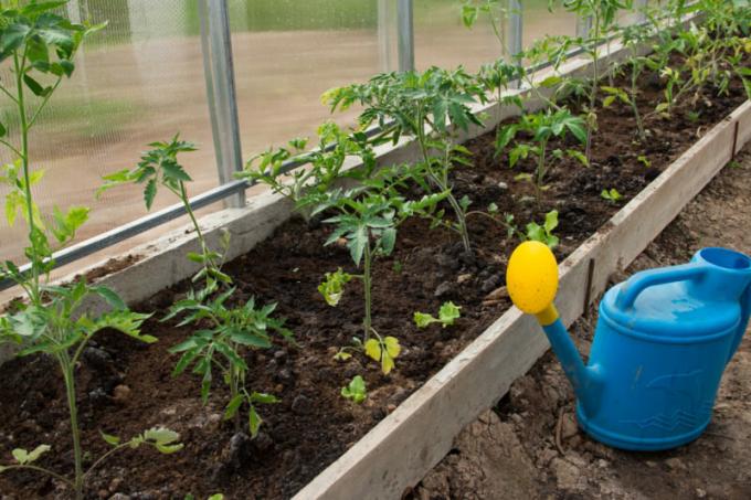 Kā augu tomātu stādus aizaugusi