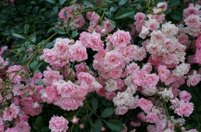 Groundcover rozes zieds uz dzinumiem dažāda vecuma