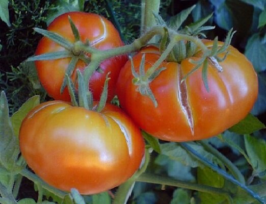 2. kļūda, aug tomāti, kuru dēļ augļi sāk kreka