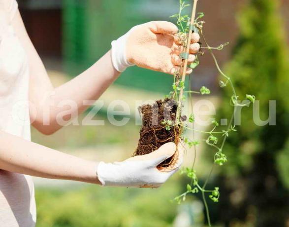 Growing Clematis. Ilustrācija rakstu tiek izmantota standarta licenci © ofazende.ru