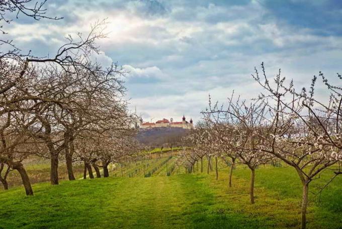 Aprikožu: nosacījumi par izdzīvošanu ar skarbu klimatu