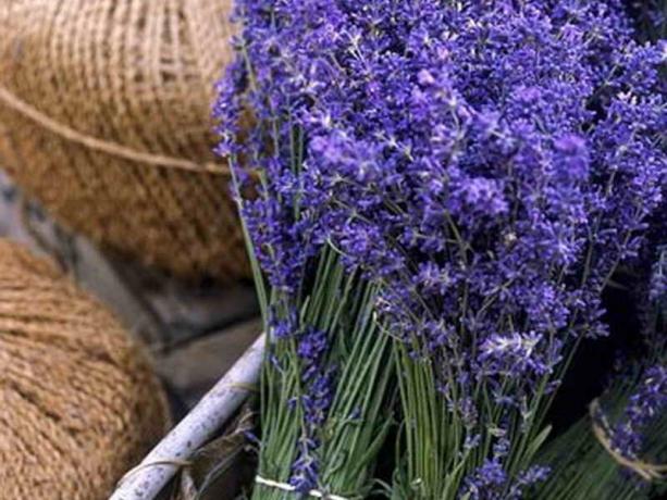 Lavender starpprodukts