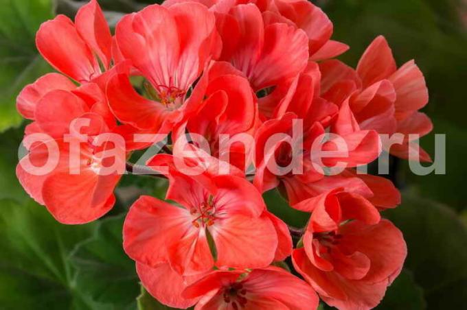 Growing geraniums. Ilustrācija rakstu tiek izmantota standarta licenci © ofazende.ru