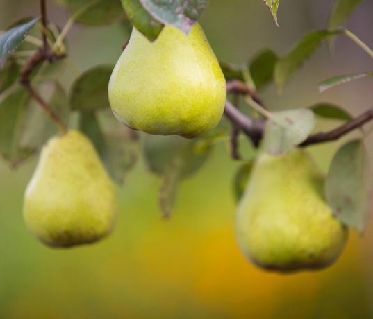 Slimības bumbieru un kā pret to jāizturas