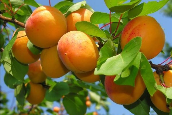 Kā Grow aprikožu un iegūt labu ražu