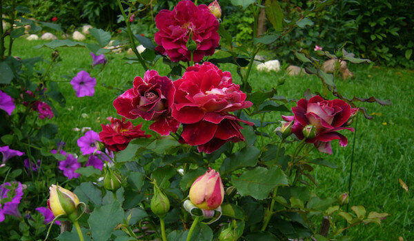 Noderīgi kaimiņi par rozēm: tas ir labākais, lai augu pie ziediem