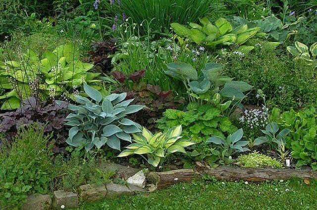 Shady puķu dārzs jūsu pagalmā: atklāt noslēpumus pieaug