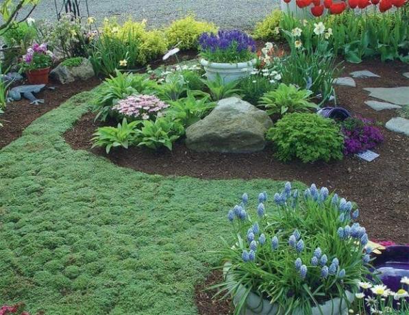 Paklājs ir groundcover augiem: ziedēšana zāliena alternatīva - padomi dārznieki