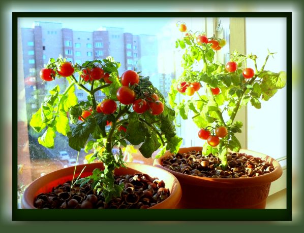 Kā augt tomātiem puķu podu, ka jūs varat mieloties ar garšīgiem tomātiem tieši no palodzes