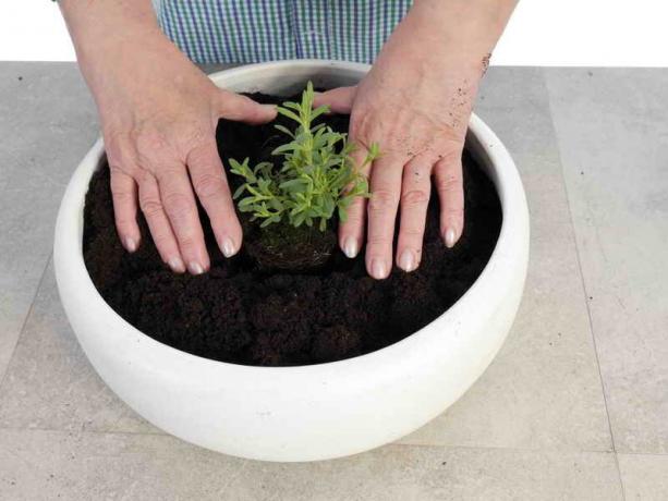 Pārstādīšana Konteineru augi ar savām rokām: Tips dārznieki
