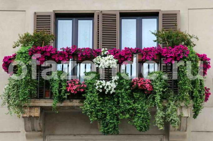 Ziedu dārzs uz balkona ar rokām: Tips dārznieki