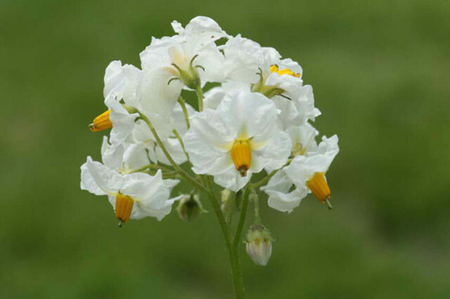 baltie ziedi