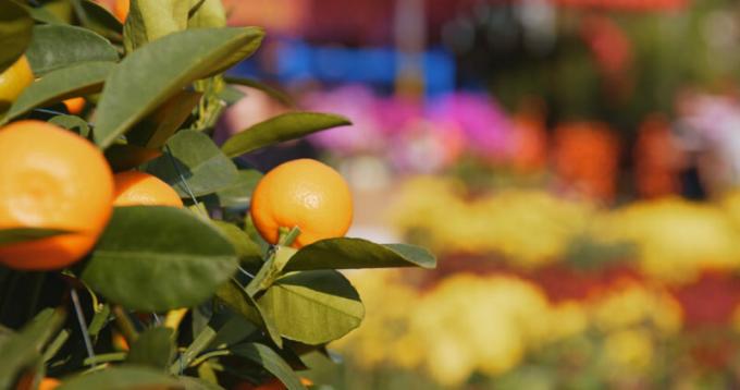 Mandarin koks ir ievietots apgaismotā teritorijā un regulāri padzirdīti. Ilustrācija rakstu tiek izmantota standarta licenci © ofazende.ru