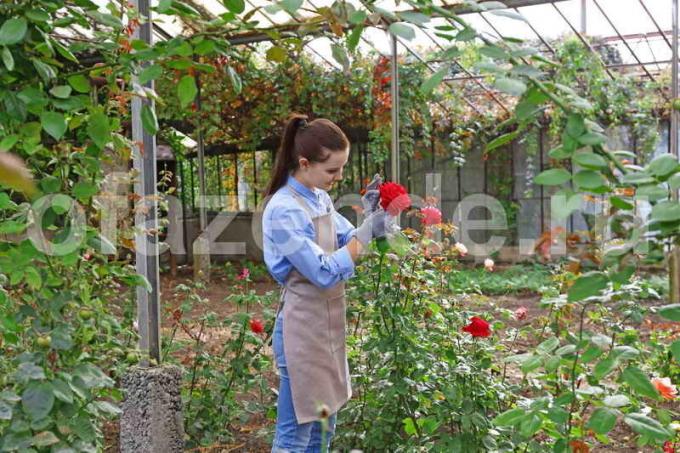 Growing rozes. Ilustrācija rakstu tiek izmantota standarta licenci © ofazende.ru
