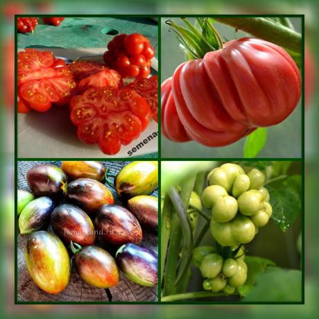 5 visvairāk neparastu un gardu tomātu šķirnes jūsu dārzam