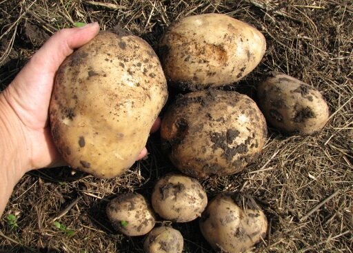 Kā es augt kartupeļus savā zemē, un vienmēr iegūt labu ražu