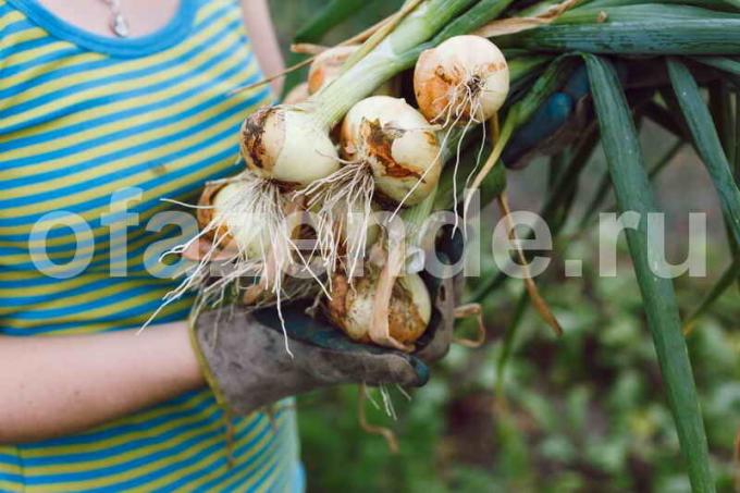 Kā iegūt lielu ražu sīpoliem: 4 Quick padomi