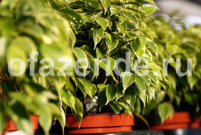 Iezīmes audzēšanu Ficus Benjamin