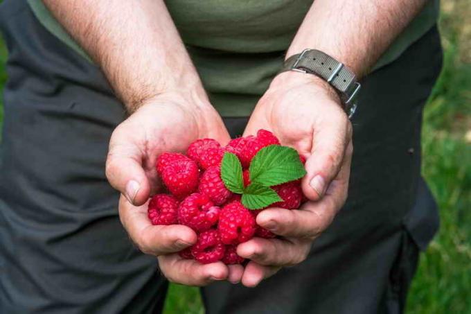 Metode, kas palielinās ražu avenes, jāņogas un ērkšķogas