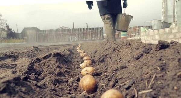 Neparasts veids stādīšanas kartupeļiem, ar kuru jūs varat iegūt labu ražu