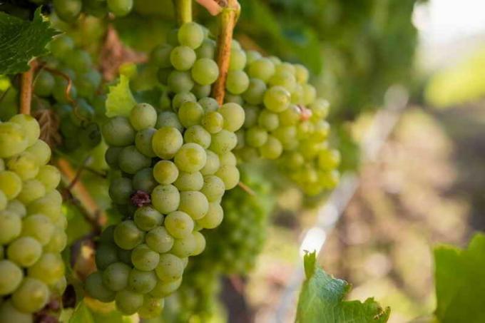 Kā audzēt vīnogas bez pārāk daudz problēmu