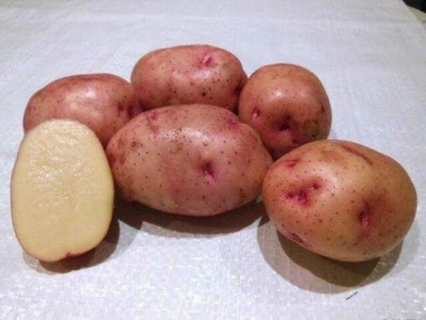 7 labākie kartupeļu šķirnes