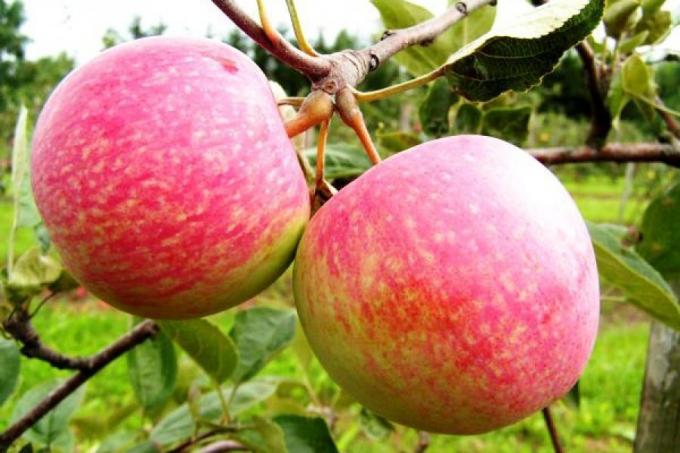 Sagatavot ābolu uz nākamo sezonu. Kā palielināt nākamā gada ražu, ir 1,5 reizes
