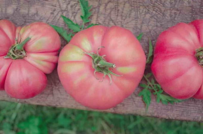 Rozā tomāti. Ilustrācija rakstu tiek izmantota standarta licenci © ofazende.ru
