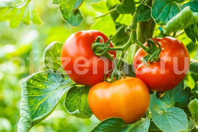 Growing tomātu siltumnīcā (Foto izmantoti saskaņā ar standarta licenci © ofazende.ru)
