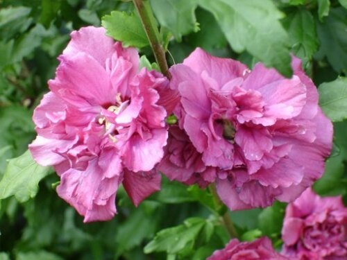 rozā Chiffon