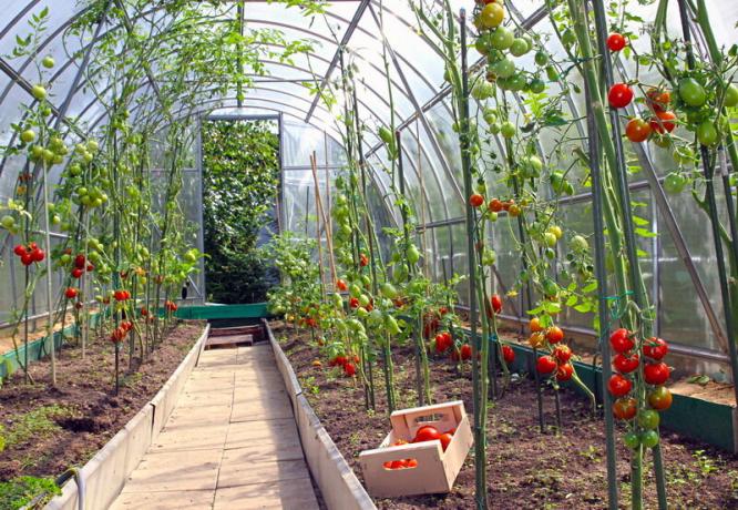 Growing tomātu siltumnīcā. Ilustrācija rakstu tiek izmantota standarta licenci © ofazende.ru