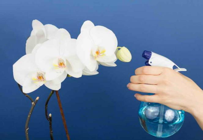 Kā padarīt Phalaenopsis Orchid ziedēt?