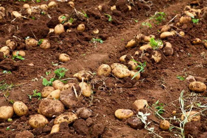 Kā pasargāt kartupeļus no deģenerācijas