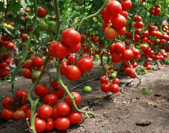 Kā iegūt labu ražu tomātiem