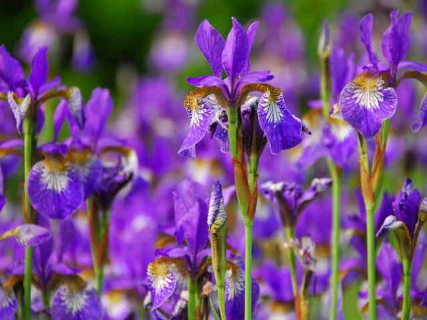 Ziedēšanas Iris © ofazende.ru