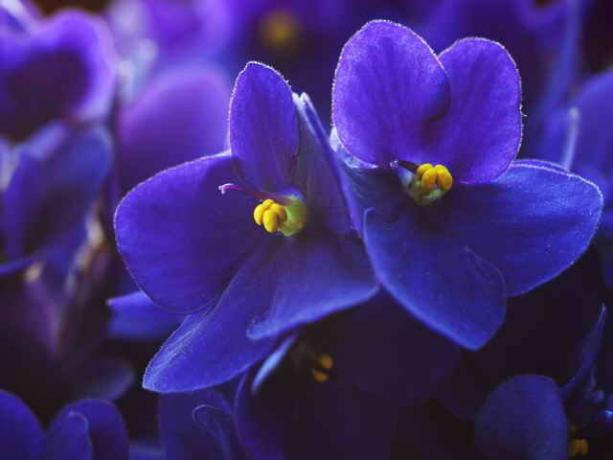 Purple vijolītes ir pazīme savu attīstību un garīgo izaugsmi, palīdz normalizēt attiecības ar citiem, dot harmoniju saskarsmē. (Foto izmantoti saskaņā ar standarta licenci © ofazende.ru)