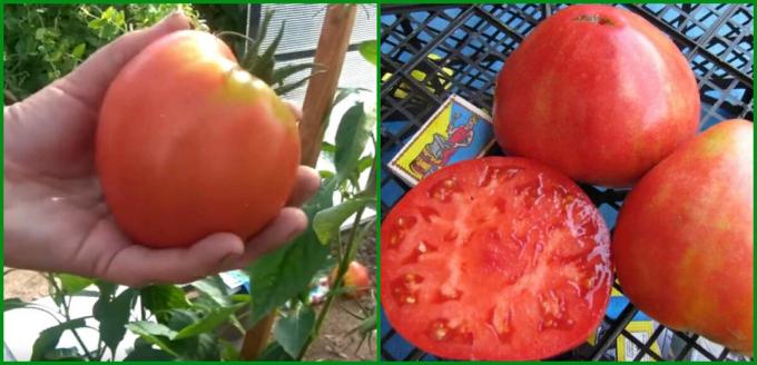 5 Best ienesīguma un ražīgas šķirnes tomātu augt siltumnīcā un atklātā laukā 2020.
