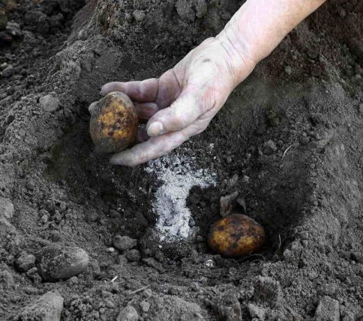 Papildinājums Pelnu kad stādīs kartupeļus. Ilustrācija rakstu tiek izmantota standarta licenci © ofazende.ru