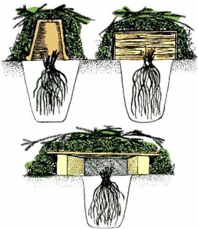 Padarīt rāmja pajumti. Ir iespējams izmantot arkas improvizētas materiālus (ķieģeļus, finiera, plastmasas spaiņi, kastes). Spainī caurumi ventilācijai, nevis sapūt tur. Nelietojiet spainīti kā ātri atdzesē un uzglabā auksti. patversme shēma augi ziemā