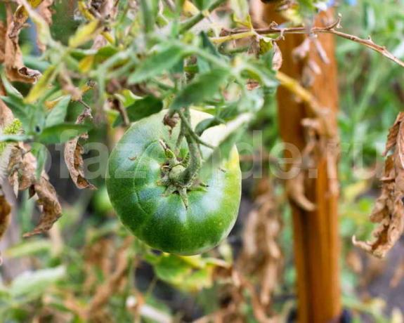 Growing tomāti. Ilustrācija rakstu tiek izmantota standarta licenci © ofazende.r