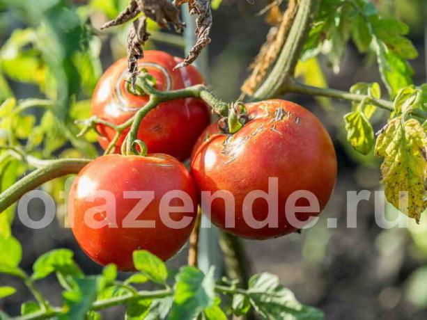 Tomatoes kreka. Ilustrācija rakstu tiek izmantota standarta licenci © ofazende.ru
