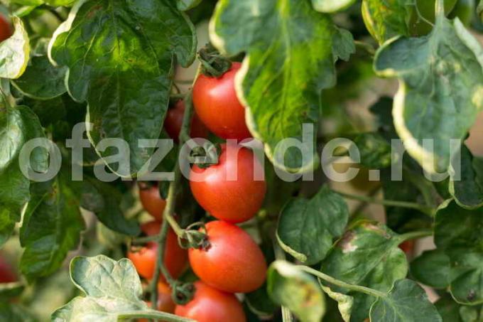 Growing tomātu siltumnīcā. Ilustrācija rakstu tiek izmantota standarta licenci © ofazende.ru