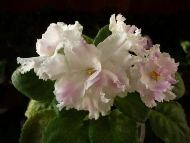 Četri labākais barošana zied vijolītes vāciņu