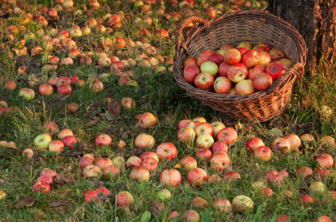 Kā izmantot neparedzētos āboliem, izmantojot (vai) to, kā pārvērst atkritumus peļņu