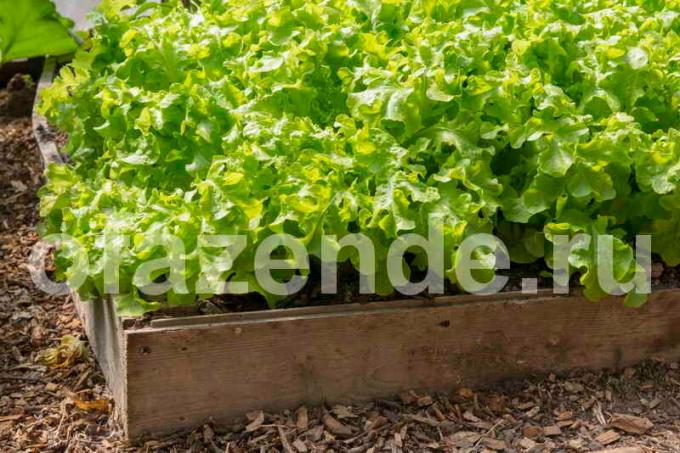 Kā augu salātus atklātā zemes sēklas