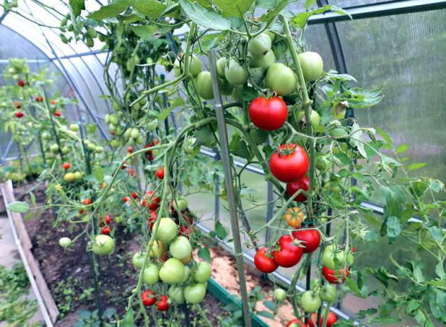 Rūpes par tomātu siltumnīcā (Foto izmantoti saskaņā ar standarta licenci © ofazende.ru)
