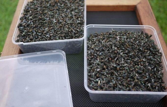 Laucinieks ražots vientiesīgs flytrap, kas šonedēļ ir ieguvuši vairāk nekā 2 kg mušu