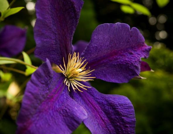 Kā izvēlēties "atslēgas" uz Clematis