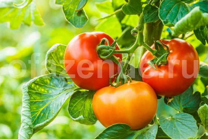 Growing tomāti. Ilustrācija rakstu tiek izmantota standarta licenci © ofazende.ru