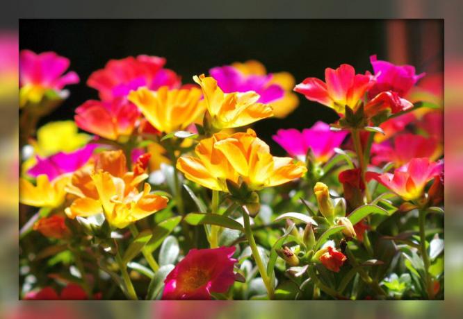 Portulaks dekoratīvs - lieliska zied paklāju jūsu dārzu un puķu dobes